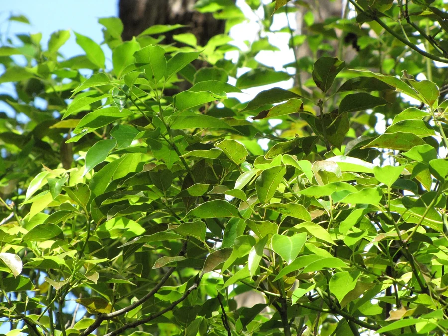Feuillage de camphrier Cinnamomum camphora, l'arbre qui donne le ravintsara