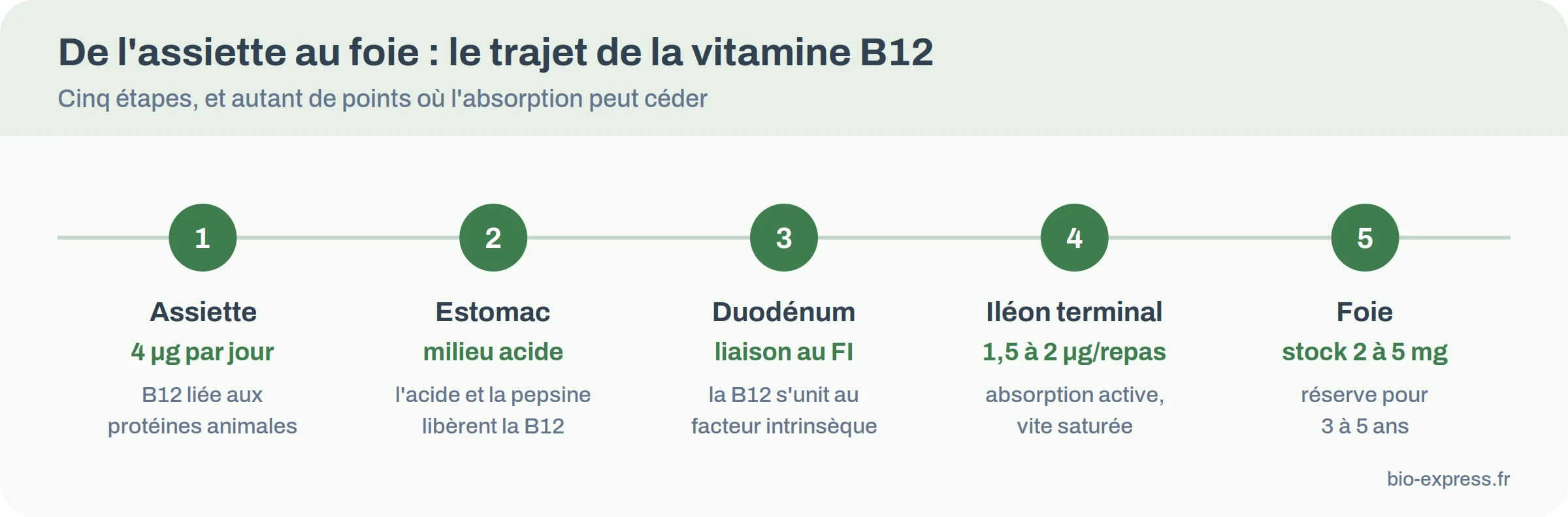 Les cinq étapes du trajet de la vitamine B12, de l'assiette au foie