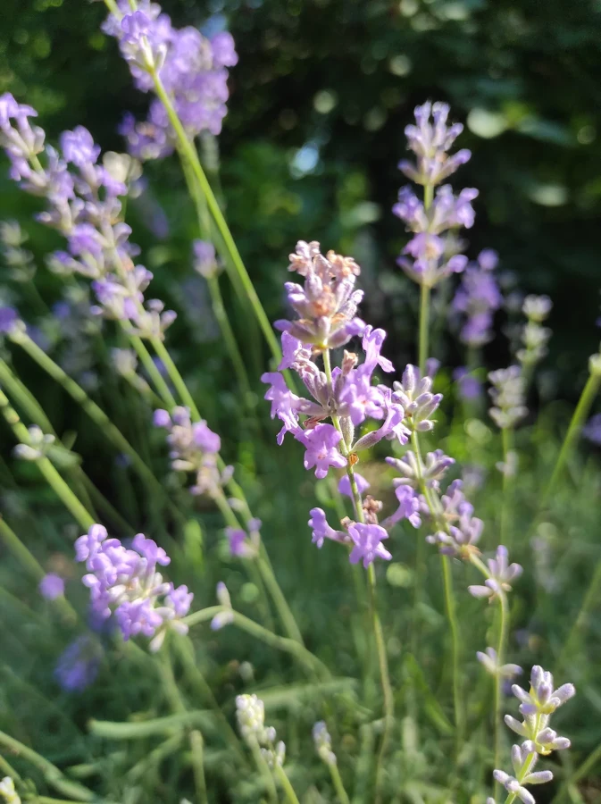 Épis de lavande fine Lavandula angustifolia en fleur, tiges fines et fleurs mauve clair