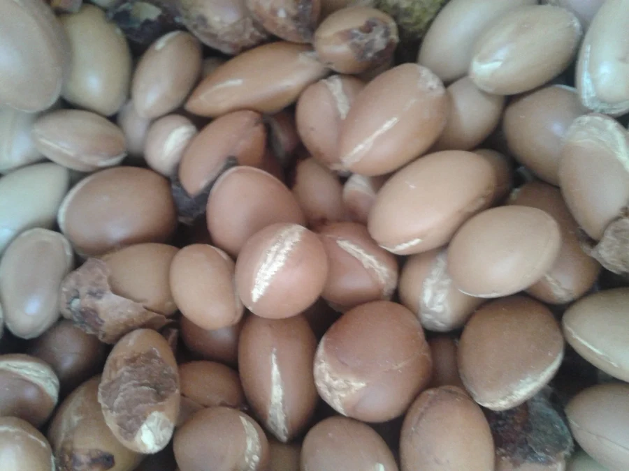 Noyaux de fruits d'arganier, matière première de l'huile d'argan