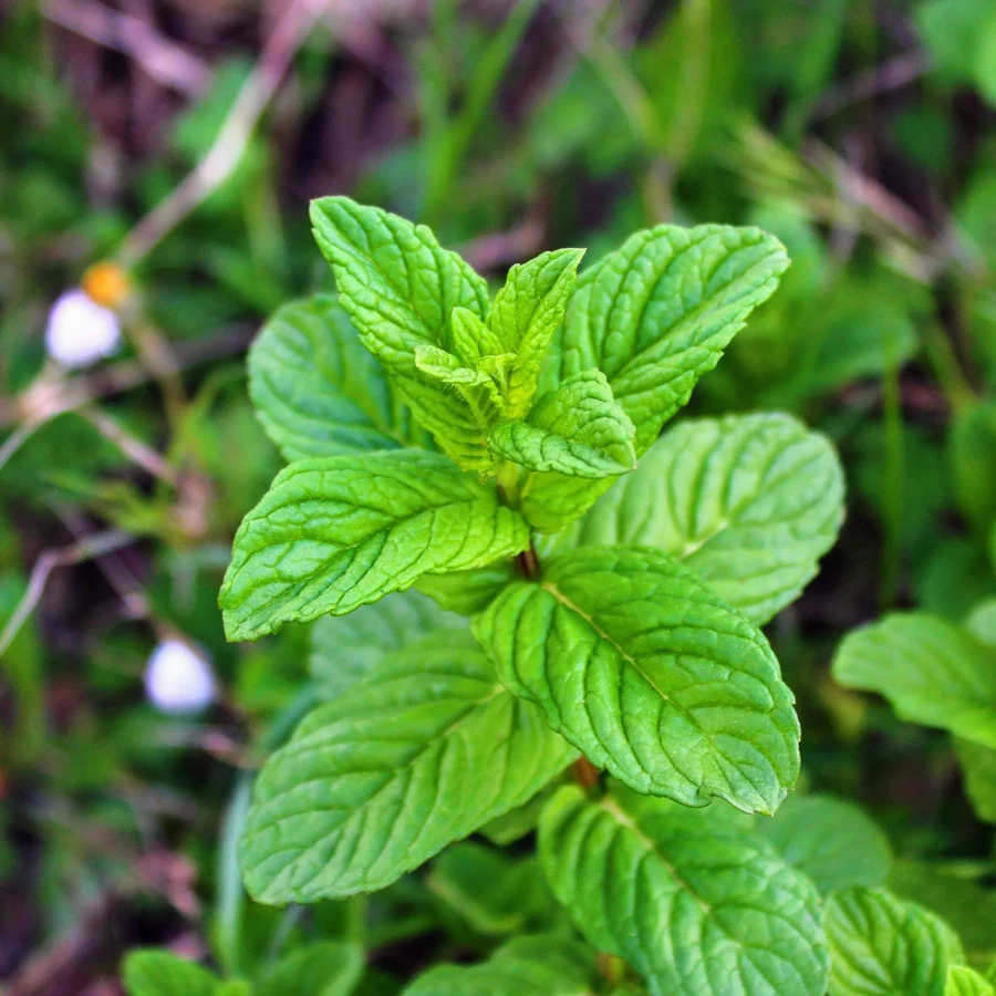 Feuilles de menthe poivrée au vert vif