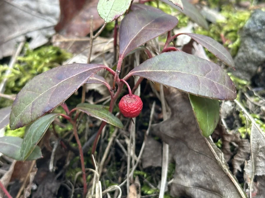 Feuilles et baies rouges de Gaultheria procumbens, la gaulthérie couchée