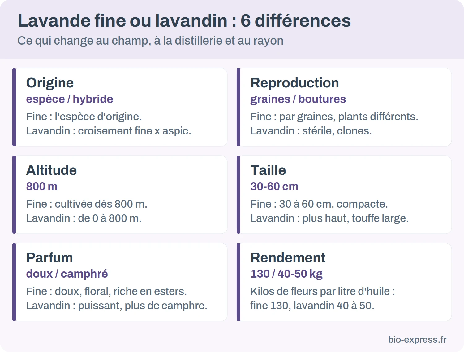 Six différences entre lavande fine et lavandin : origine, reproduction, altitude, taille, parfum et rendement en huile essentielle